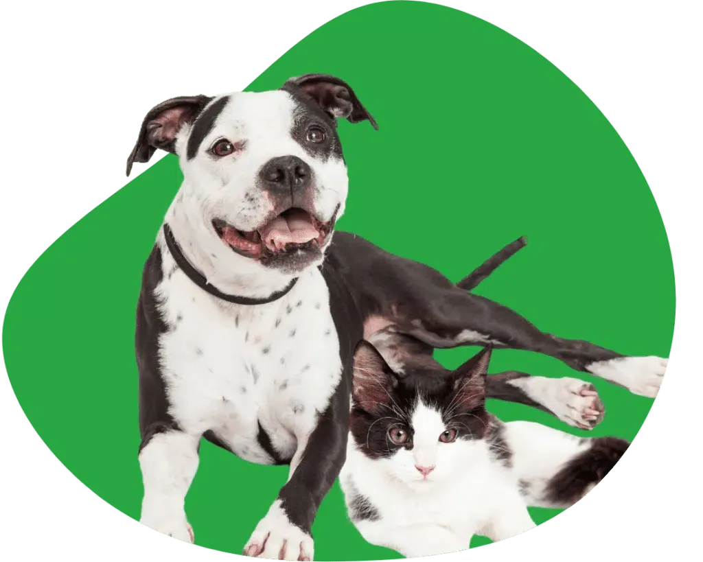 Assurer son chien en Belgique