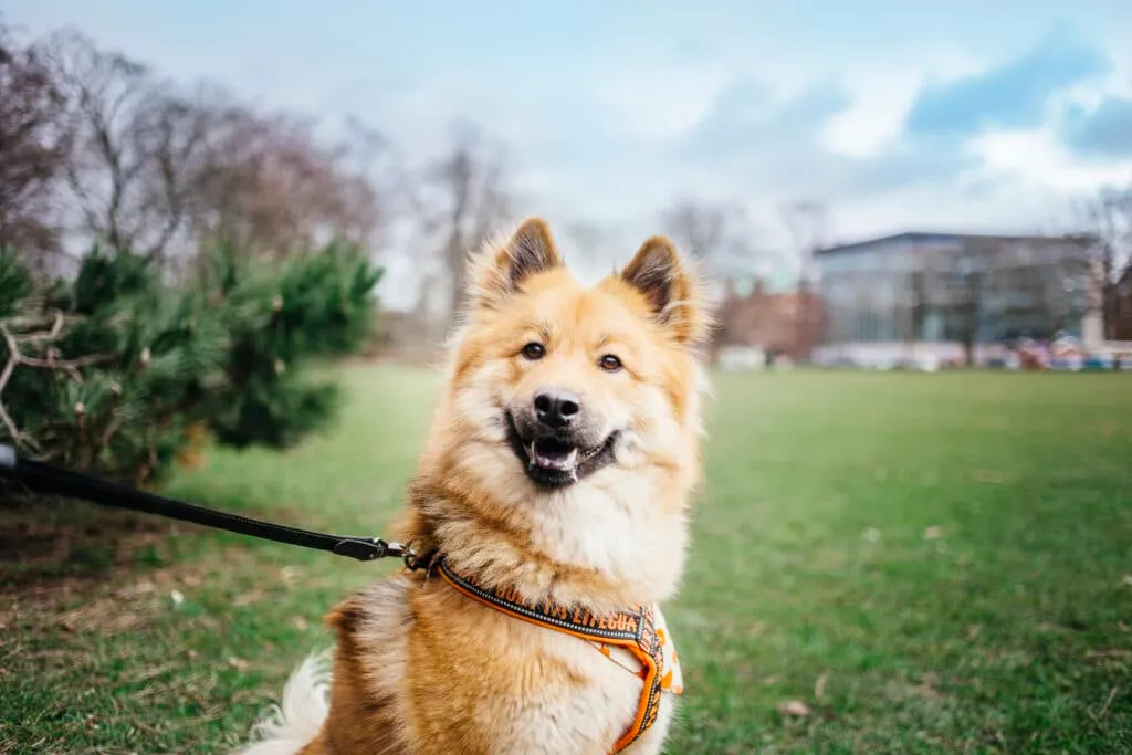 Chien comme animal de compagnie en Belgique