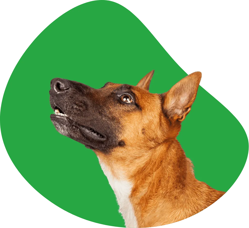 Un chien en bonne santé chez le vétérinaire