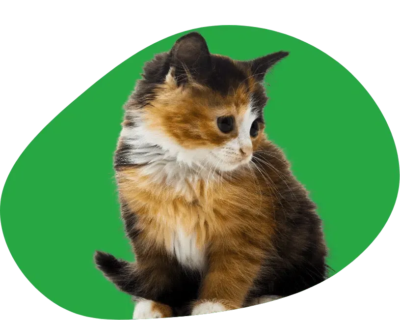 Comparer les assurances chat