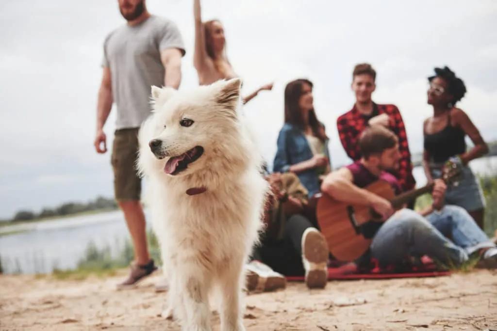Vacances en Belgique avec un chien