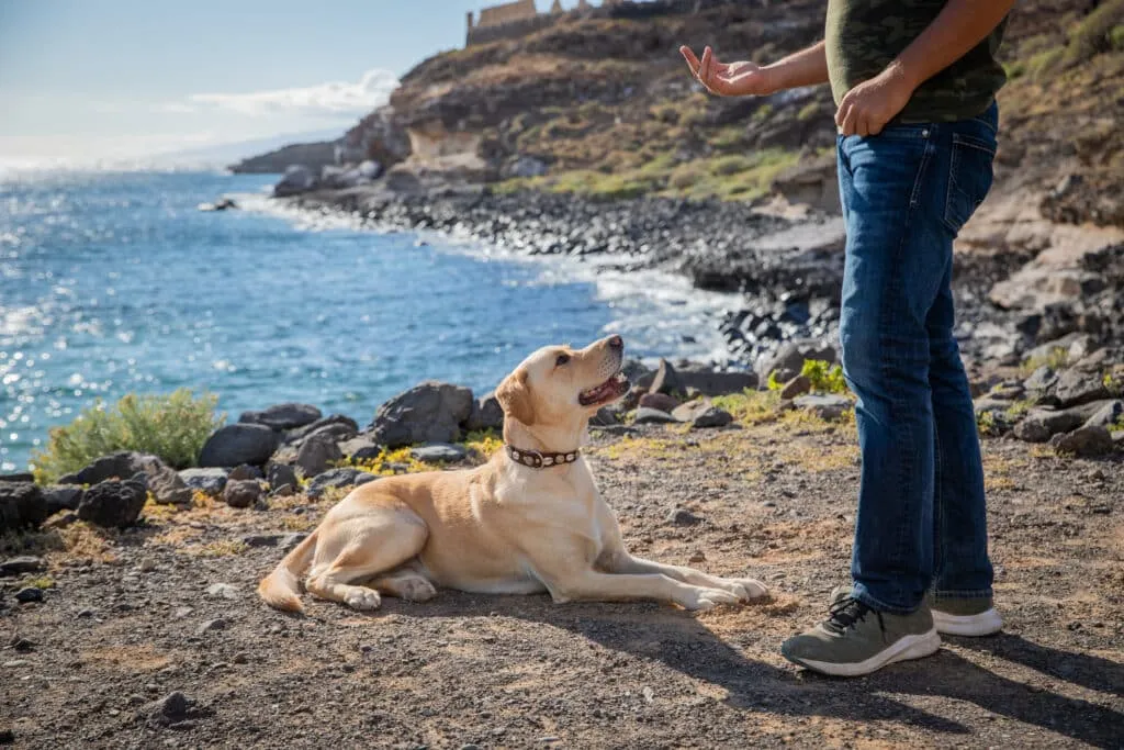 Des vacances réussies avec votre chien