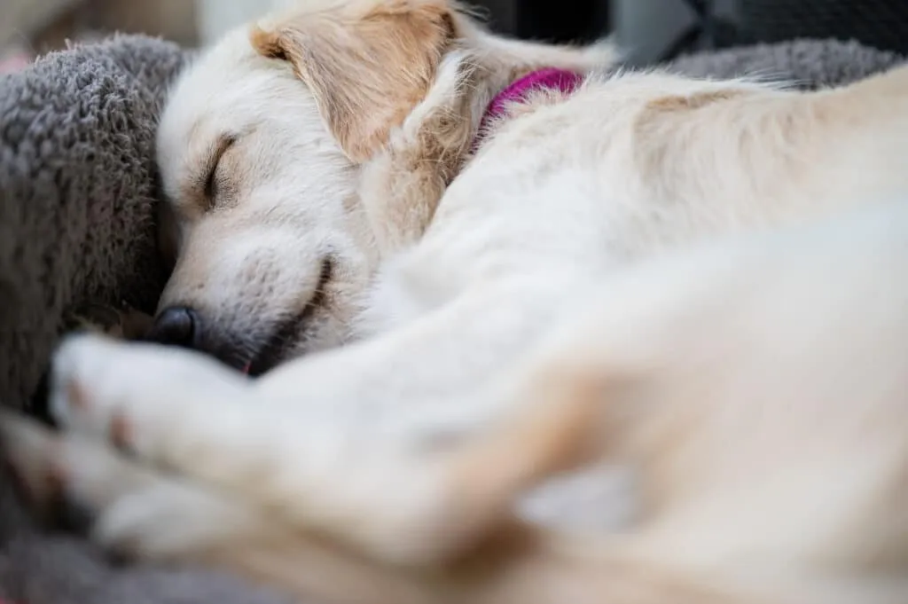 Euthanasie d'un chien chez le vétérinaire