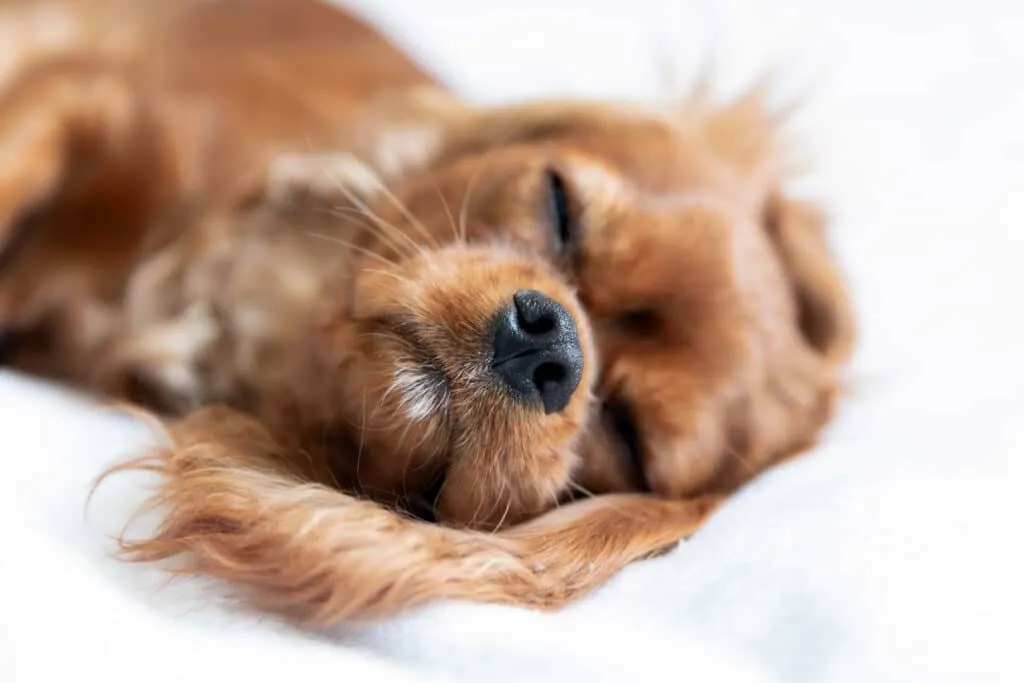 Prix de l'euthanasie d'un chien en Belgique