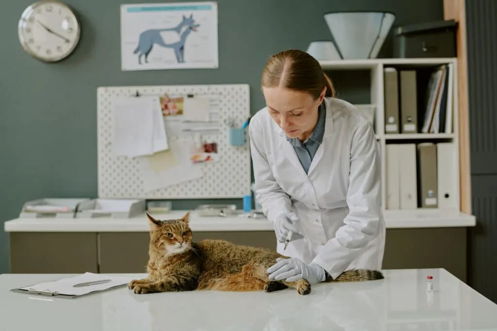 Prix de la stérilisation d'un chat en Belgique