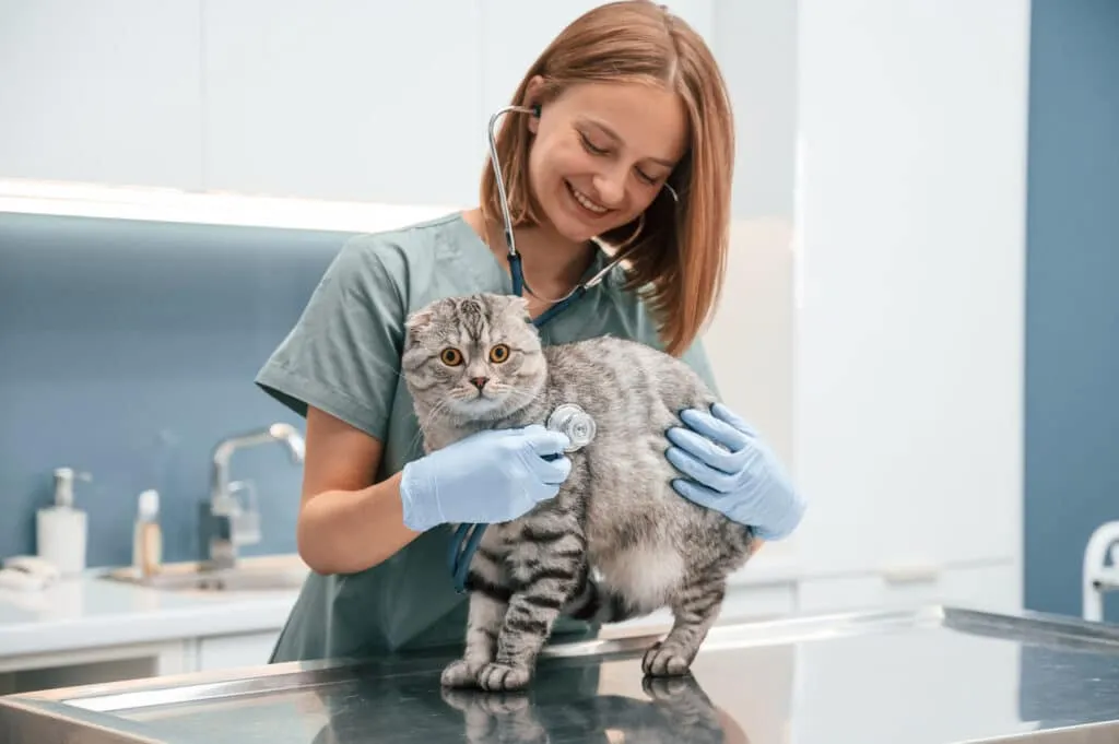 Stérilisation d'un chat chez le vétérinaire