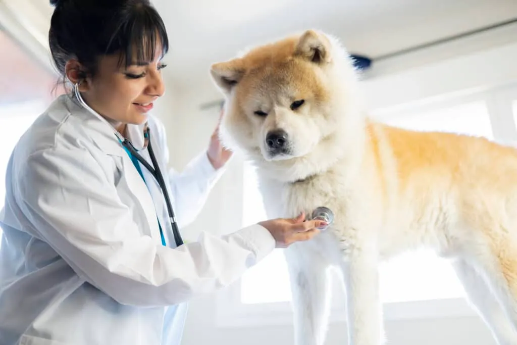 Amendes et risques pour un chien non identifié en Belgique