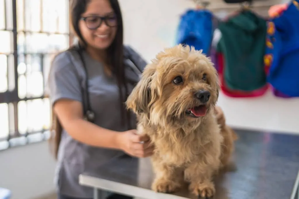 Les facteurs qui déterminent le prix d'une opération des ligaments croisés chez le chien en Belgique