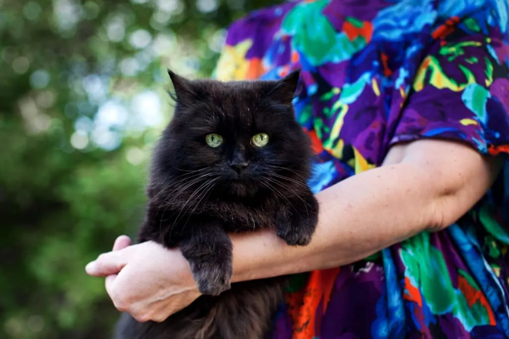 Combien coûte un chat par an en Belgique