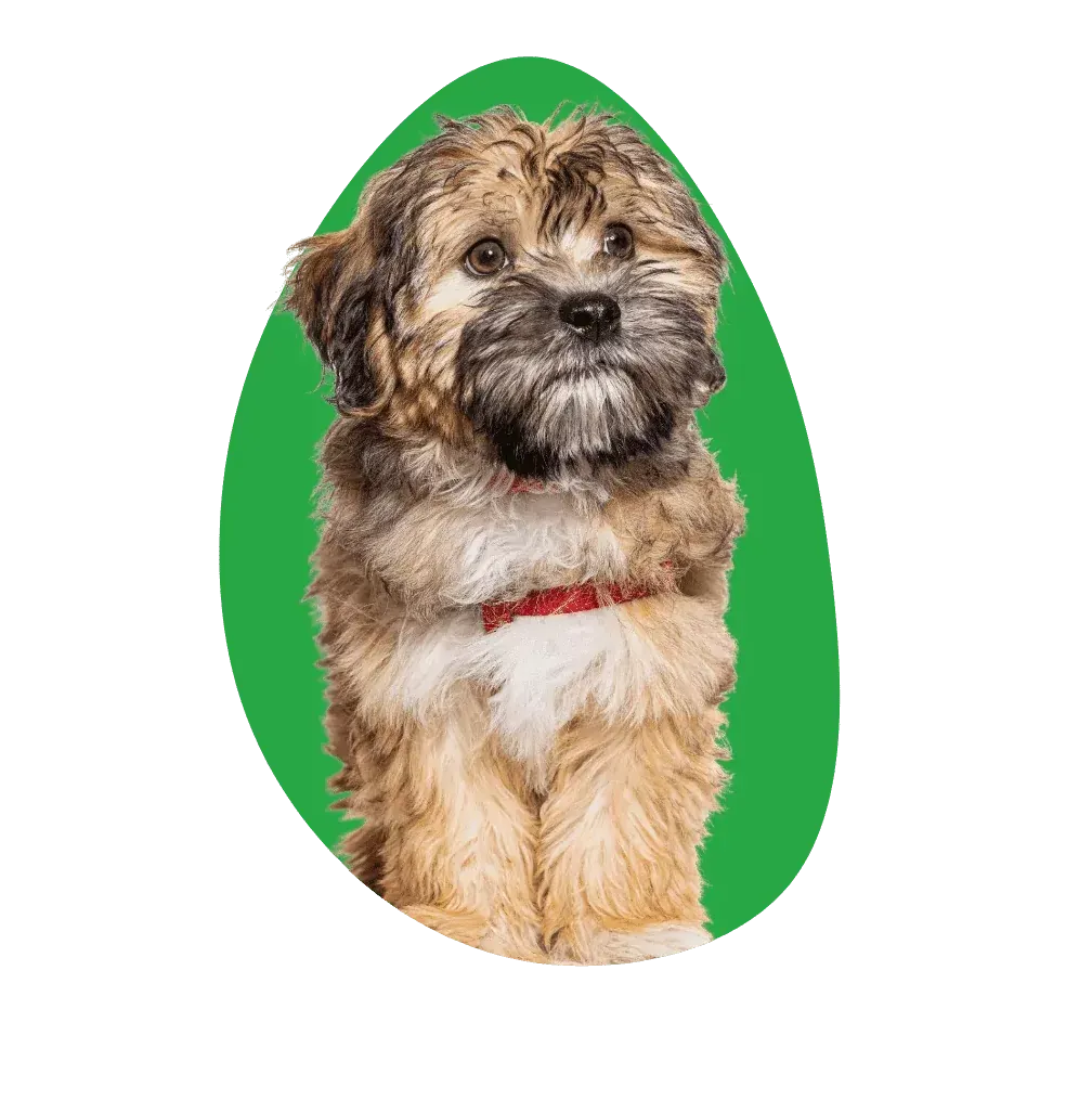 Chiot et son maître