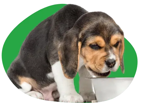 Chiot beagle assis devant sa gamelle