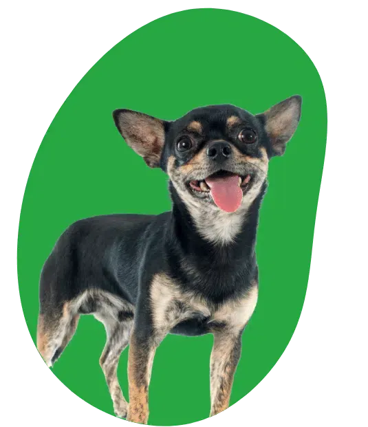Chiot chihuahua